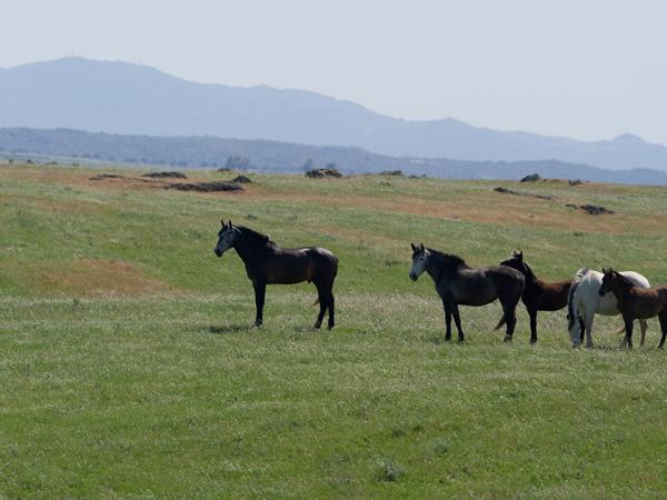<h3><a href="/trips/extramadura/biota/animalia/chordata/mammalia/perissodactyla/equidae/equus ferus/equus ferus-nl.html">Equus&nbsp;ferus</a> / Domesticated&nbsp;horse / Paard</h3>OM-1 Mark II met OLYMPUS M.150-400mm F4.5 TC, 1/2000 sec  bij F5.6, ISO 400, afstand 126&nbsp;m